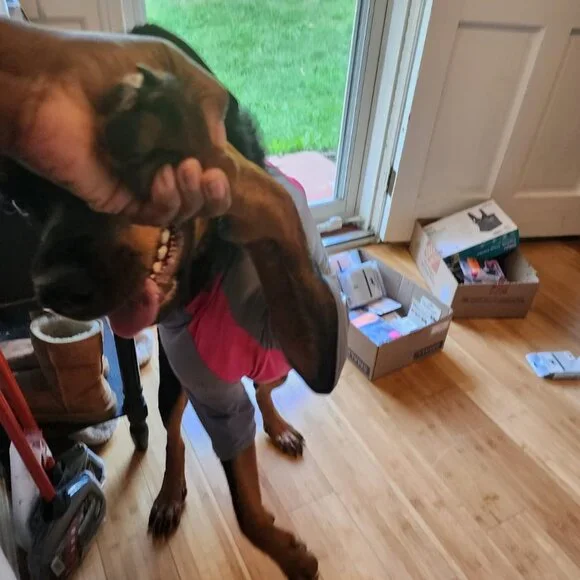 Dog Solis UV Coverup - Picture 7 of 11